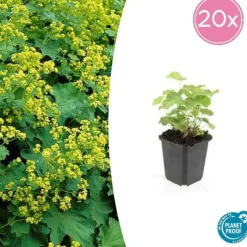 LA GREEN TOUCH - Alchémille commune x20 – entre 1,25 et 1,67m2