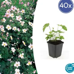 LA GREEN TOUCH - Anémone du japon 'robustissima' x40 – entre 2,5 et 3,33m2