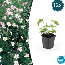 LA GREEN TOUCH - Anémone du japon 'robustissima' x12 – entre 0,75 et 1m2