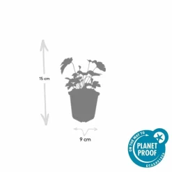 LA GREEN TOUCH - Anémone du japon 'robustissima' x12 – entre 0,75 et 1m2