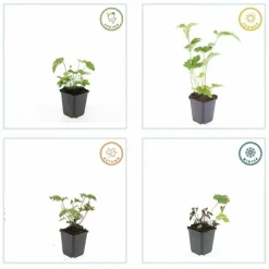 LA GREEN TOUCH - Anémone du japon 'robustissima' x12 – entre 0,75 et 1m2