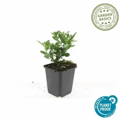 LA GREEN TOUCH - Aster du japon 'stardust' x60 – entre 3,75 et 5m2