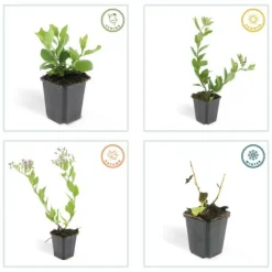 LA GREEN TOUCH - Aster du japon 'asran' x40 – entre 2,5 et 3,33m2