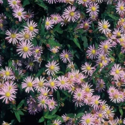 LA GREEN TOUCH - Aster du japon 'asran' x40 – entre 2,5 et 3,33m2