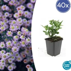 LA GREEN TOUCH - Aster du japon 'stardust' x40 – entre 2,5 et 3,33m2