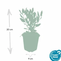LA GREEN TOUCH - Aster du japon 'ashvi' x40 – entre 2,5 et 3,33m2
