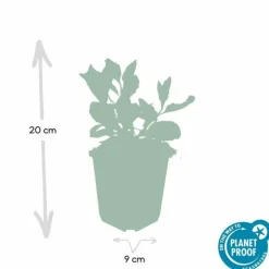 LA GREEN TOUCH - Aster du japon 'asran' x20 – entre 1,25 et 1,67m2