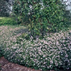 LA GREEN TOUCH - Aster du japon 'asran' x20 – entre 1,25 et 1,67m2