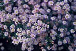 LA GREEN TOUCH - Aster du japon 'stardust' x6 – entre 0,38 et 0,5m2
