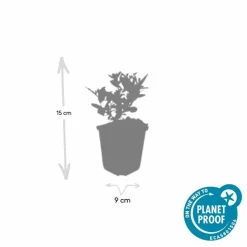 LA GREEN TOUCH - Aster du japon 'stardust' x6 – entre 0,38 et 0,5m2