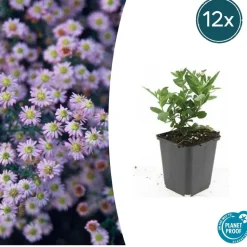 LA GREEN TOUCH - Aster du japon 'stardust' x6 – entre 0,38 et 0,5m2