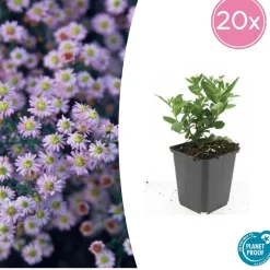 LA GREEN TOUCH - Aster du japon 'stardust' x6 – entre 0,38 et 0,5m2