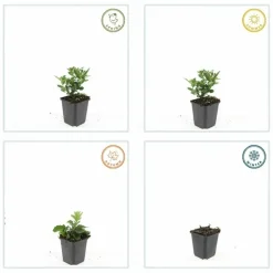 LA GREEN TOUCH - Aster du japon 'stardust' x20 – entre 1,25 et 1,67m2