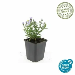 LA GREEN TOUCH - Aster nain d'automne 'prof. Anton kippenberg' x60 – entre 3,75 et 5m2