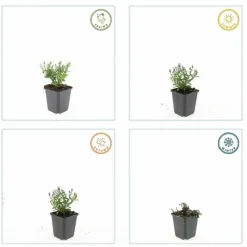 LA GREEN TOUCH - Aster nain d'automne 'prof. Anton kippenberg' x60 – entre 3,75 et 5m2