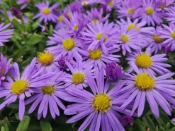 LA GREEN TOUCH - Aster nain d'automne 'prof. Anton kippenberg' x60 – entre 3,75 et 5m2