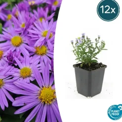 LA GREEN TOUCH - Aster nain d'automne 'prof. Anton kippenberg' x60 – entre 3,75 et 5m2