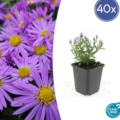 LA GREEN TOUCH - Aster nain d'automne 'prof. Anton kippenberg' x6 – entre 0,38 et 0,5m2