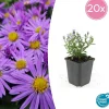 LA GREEN TOUCH - Aster nain d'automne 'prof. Anton kippenberg' x20 – entre 1,25 et 1,67m2