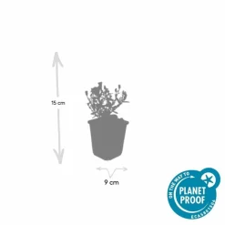 LA GREEN TOUCH - Aster nain d'automne 'prof. Anton kippenberg' x12 – entre 0,75 et 1m2