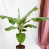 LA GREEN TOUCH - Bananier musa 150cm - plante d'intérieur