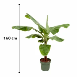 LA GREEN TOUCH - Bananier musa 150cm - plante d'intérieur