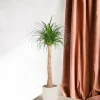 LA GREEN TOUCH - Beaucarnea 130cm - plante d'intérieur