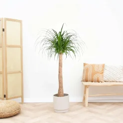 LA GREEN TOUCH - Beaucarnea 130cm - plante d'intérieur