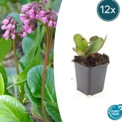 LA GREEN TOUCH - Bergenia à feuilles en cœur 'herbstblüte' x12 – entre 0,75 et 1m2