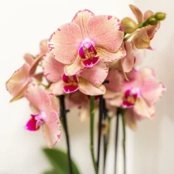 LA GREEN TOUCH - Boîte surprise orchidées - 4 variétés