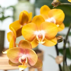 LA GREEN TOUCH - Boîte surprise orchidées - 4 variétés