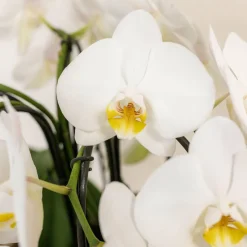 LA GREEN TOUCH - Bouquet d'orchidées blanches en panier coton avec réservoir d'eau 55cm - plante d'intérieur