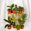 LA GREEN TOUCH - Box de 8 plantes surprises 30cm - plante d'intérieur