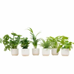 LA GREEN TOUCH - Box surprise 6 plantes+ cache-pot - hauteur 30cm