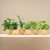 LA GREEN TOUCH - Box surprise 6 plantes+ cache-pot - hauteur 30cm