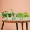 LA GREEN TOUCH - Box surprise 6 plantes+ cache-pot - hauteur 30cm