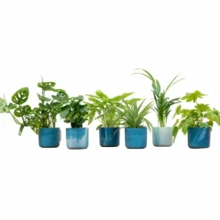 LA GREEN TOUCH - Box surprise 6 plantes+ cache-pot - hauteur 30cm