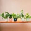 LA GREEN TOUCH - Box surprise 6 plantes+ cache-pot - hauteur 30cm