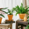 LA GREEN TOUCH - Box surprise plante purificatrice d'air 35cm - plante d'intérieur