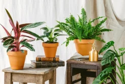 LA GREEN TOUCH - Box surprise plante purificatrice d'air 35cm - plante d'intérieur