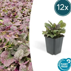 LA GREEN TOUCH - Bugle rampant 'burgundy glow' x60 – entre 3,75 et 5m2