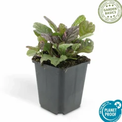 LA GREEN TOUCH - Bugle rampant 'burgundy glow' x20 – entre 1,25 et 1,67m2