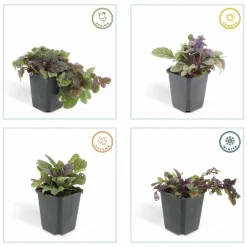 LA GREEN TOUCH - Bugle rampant 'burgundy glow' x20 – entre 1,25 et 1,67m2