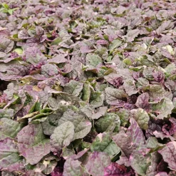 LA GREEN TOUCH - Bugle rampant 'burgundy glow' x20 – entre 1,25 et 1,67m2