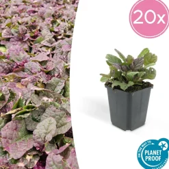 LA GREEN TOUCH - Bugle rampant 'burgundy glow' x20 – entre 1,25 et 1,67m2