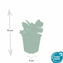 LA GREEN TOUCH - Bugle rampant 'burgundy glow' x12 – entre 0,75 et 1m2