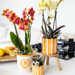 LA GREEN TOUCH - Cache-pot malaga orange