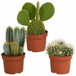 LA GREEN TOUCH - Cactus, box de 3 plantes h27cm