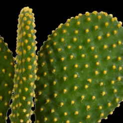 LA GREEN TOUCH - Cactus, box de 3 plantes h27cm