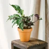 LA GREEN TOUCH - Calathea fusion white 40cm - plante d'intérieur